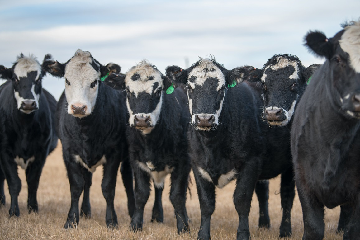 New legislation would expand LRP insurance for cattle producers