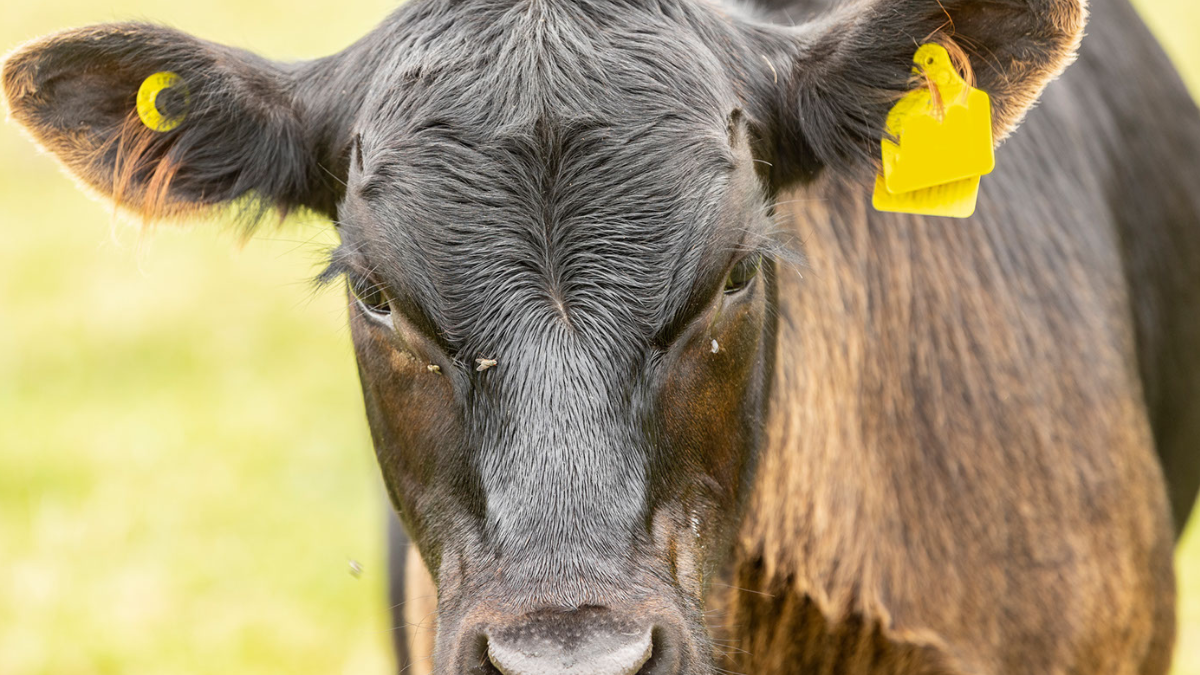 Back In Court: Lawsuit over EID eartags continues in U.S. District Court in South Dakota